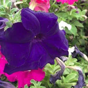 Meet your Posher, Anabel